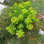 Euphorbia hyberna Habit