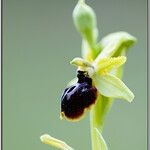 Ophrys passionis Ostatní