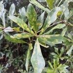 Quercus nigra Fulla