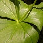 Trillium flexipes 叶