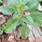 Amaranthus graecizans Облик