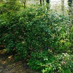 Rhododendron aureum Staniste