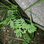 Phyllanthus niruri Leaf