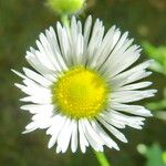 Erigeron annuus Flower