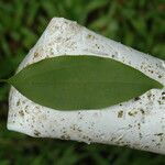 Cinnamomum burmanni Blad
