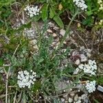 Achillea clavennae Habit