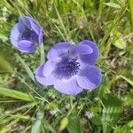 Anemone coronaria Cvet