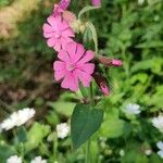 Silene pendulaBlüte