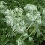Artemisia schmidtiana Blüte