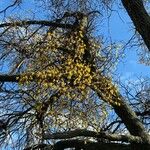 Loranthus europaeus Fruit