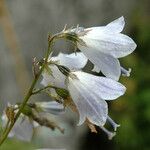 Adenophora liliifolia 花