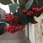 Cotoneaster coriaceus Leaf