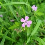 Geranium robertianumFlors