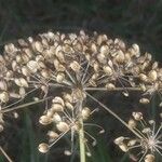 Peucedanum palustre Fruit