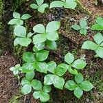 Cornus canadensis Habitus