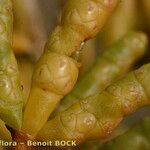 Salicornia stricta