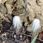 Ceiba pentandra Feuille