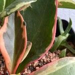 Peperomia clusiifolia Deilen