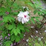 Paeonia × suffruticosa Λουλούδι