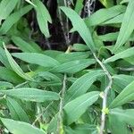 Solidago rugosa List