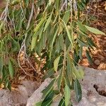 Ficus cordata Hábito