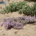 Limonium tuberculatum Flower