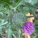 Cirsium vulgare 花