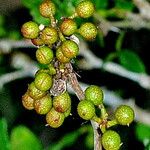 Zanthoxylum fagara Fruit