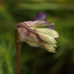 Vicia onobrychioides 果実