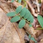 Vicia caroliniana 叶