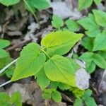 Aegopodium podagraria Leaf