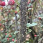 Cotoneaster dielsianus പുറംതൊലി