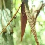 Goniothalamus dumontetii Corteza