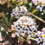 Iberis procumbens Fula