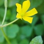 Oxalis strictaЦветок