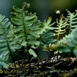 Pleopeltis polypodioides Leaf