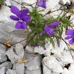 Viola bubanii Foglia