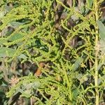 Amaranthus palmeri Leaf