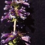 Penstemon procerus Λουλούδι