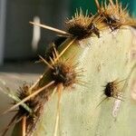 Opuntia aciculata Folio