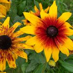 Rudbeckia hirtaFleur