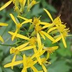 Senecio ovatus Blüte