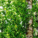 Populus × canescens Ліст