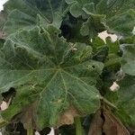 Malva arborea Fuelha