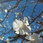 Tabebuia roseoalba Blomma