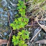 Acaena novae-zelandiae Fuelha