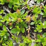 Salix retusa Likasa