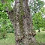 Quercus conferta പുറംതൊലി