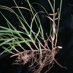 Cyperus mindorensis Habitus