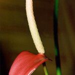 Anthurium andraeanum Flower